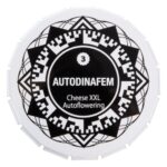 Cheese XXL Autoflowering 3 seeds