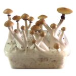 Growkit Psilocybe Cubensis Mazatapec 100% 1200ml