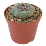 Lophophora Williamsii (Peyote) 5cm