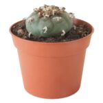 Lophophora Williamsii (Peyote) 6-7cm