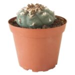 Lophophora Williamsii (Peyote) 8-10cm