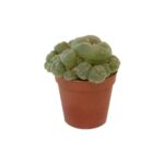 Lophophora Williamsii Group (Peyote) S / 5,5cm