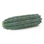 Trichocereus Peruvianus Cutting 500-1000g