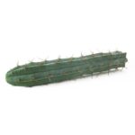 Trichocereus Bridgesii Cutting 500-1000g